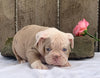 OIEBA Registered Olde English Bulldog For Sale Adamsville, OH Female- Lulu