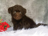 Mini Labradoodle For Sale Millersburg, OH Female- Lulu