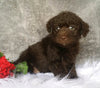 Mini Labradoodle For Sale Millersburg, OH Female- Lulu