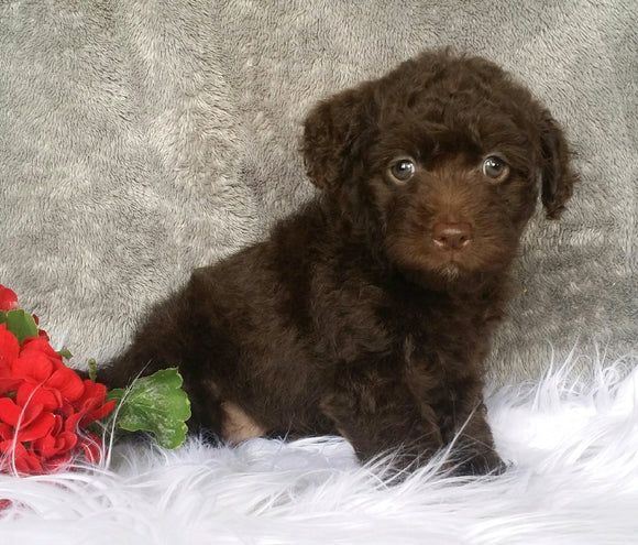 Mini Labradoodle For Sale Millersburg, OH Female- Lulu