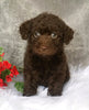 Mini Labradoodle For Sale Millersburg, OH Female- Lulu