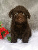 Mini Labradoodle For Sale Millersburg, OH Female- Lulu