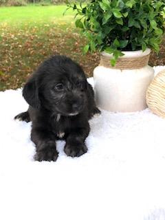 F1 Mini Labradoodle For Sale Dundee, OH Female- Luna