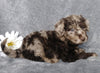 F1B Mini Labradoodle For Sale Millersburg, OH Female- Lydia