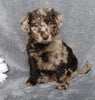 F1B Mini Labradoodle For Sale Millersburg, OH Female- Lydia