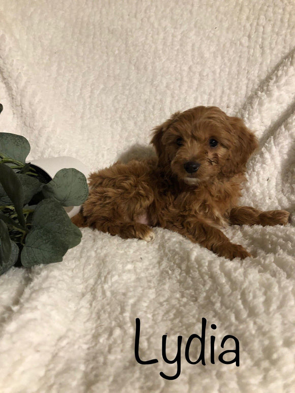 F1B Mini Goldendoodle For Sale Millersburg, OH Female- Lydia