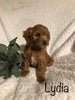 F1B Mini Goldendoodle For Sale Millersburg, OH Female- Lydia