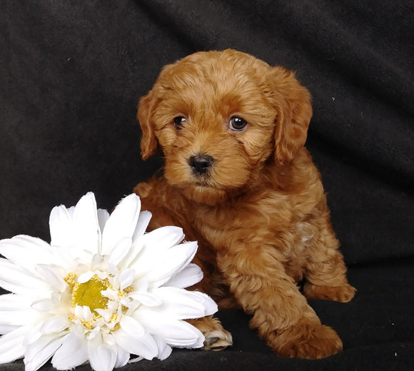 Mini F1B Labradoodle For Sale Millersburg, OH Female- Macy