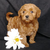 Mini F1B Labradoodle For Sale Millersburg, OH Female- Macy