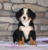 AKC Registered Bernese Mountain Dog For Sale Fredericksburg, OH Female- Madison