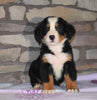 AKC Registered Bernese Mountain Dog For Sale Fredericksburg, OH Female- Madison