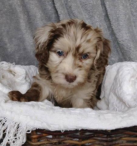 Mini Labradoodle For Sale Millersburg, OH Female- Magdalene