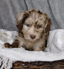 Mini Labradoodle For Sale Millersburg, OH Female- Magdalene