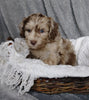 Mini Labradoodle For Sale Millersburg, OH Female- Magdalene