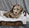 Mini Labradoodle For Sale Millersburg, OH Female- Magdalene