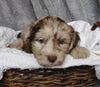 Mini Labradoodle For Sale Millersburg, OH Female- Magdalene