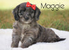Mini Goldendoodle For Sale Sugarcreek, OH Female - Maggie