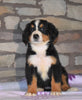 AKC Registered Bernese Mountain Dog For Sale Fredericksburg, OH Female- Maisie