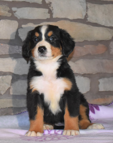 AKC Registered Bernese Mountain Dog For Sale Fredericksburg, OH Female- Maisie
