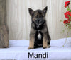 Norwegian Elkhound Hybrid For Sale Adamsville, OH Female- Mandi
