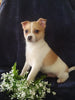 Pomeranian Mix For Sale Millersburg, OH Male- Manny