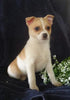 Pomeranian Mix For Sale Millersburg, OH Male- Manny