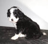 Sheepadoodle (Standard) For Sale Wooster, OH Male- Marco