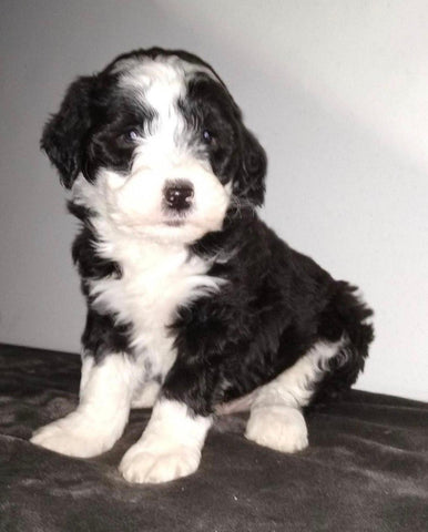 Sheepadoodle (Standard) For Sale Wooster, OH Male- Marco