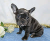 AKC Registered French Bulldog For Sale Wooster, OH Female- Maribell