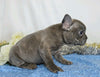 AKC Registered French Bulldog For Sale Wooster, OH Female- Marita