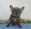 AKC Registered French Bulldog For Sale Wooster, OH Female- Marita