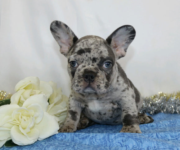 AKC Registered French Bulldog For Sale Wooster, OH Male- Marko