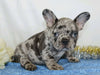 AKC Registered French Bulldog For Sale Wooster, OH Male- Marko