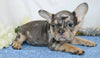AKC Registered French Bulldog For Sale Wooster, OH Male- Marshall