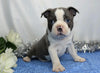 AKC Registered Boston Terrier For Sale Wooster, OH Male- Marshall