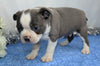 AKC Registered Boston Terrier For Sale Wooster, OH Male- Marshall
