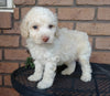 Cockapoo For Sale Millersburg, OH Male- Marshmallow