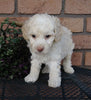 Cockapoo For Sale Millersburg, OH Male- Marshmallow