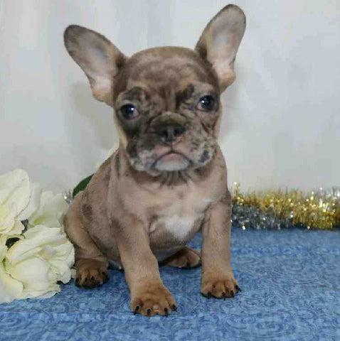 AKC Registered French Bulldog For Sale Wooster, OH Male- Martin