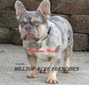 AKC Registered French Bulldog For Sale Millersburg, OH Male- Duke