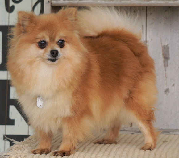 ACA Registered Pomeranian For Sale Millersburg, OH Female- Nellie