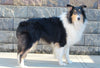 AKC Registered Collie (Lassie) For Sale Fredericksburg, OH Male- Les