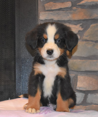 AKC Registered Bernese Mountain Dog For Sale Fredericksburg, OH Male- Maverick