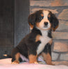 AKC Registered Bernese Mountain Dog For Sale Fredericksburg, OH Male- Maverick