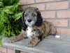 Mini Labradoodle For Sale Millersburg, OH Male- Max