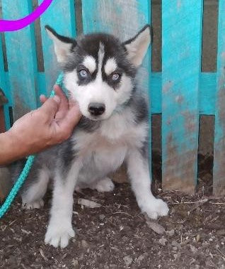 Siberian Husky For Sale Dundee, OH Male- Max