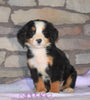 AKC Registered Bernese Mountain Dog For Sale Fredericksburg, OH Female- Meadow