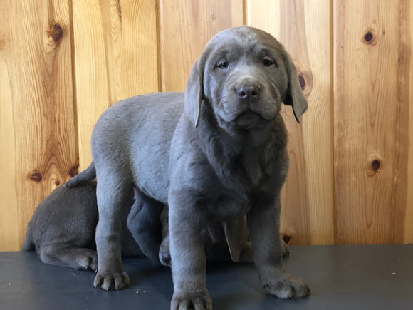 AKC Registered Silver Labrador Retriever For Sale Fredericksburg, OH Female- Megan