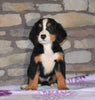 AKC Registered Bernese Mountain Dog For Sale Fredericksburg, OH Female- Melanie
