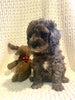 Moyen Poodle For Sale Wilmot, OH Male- Merle